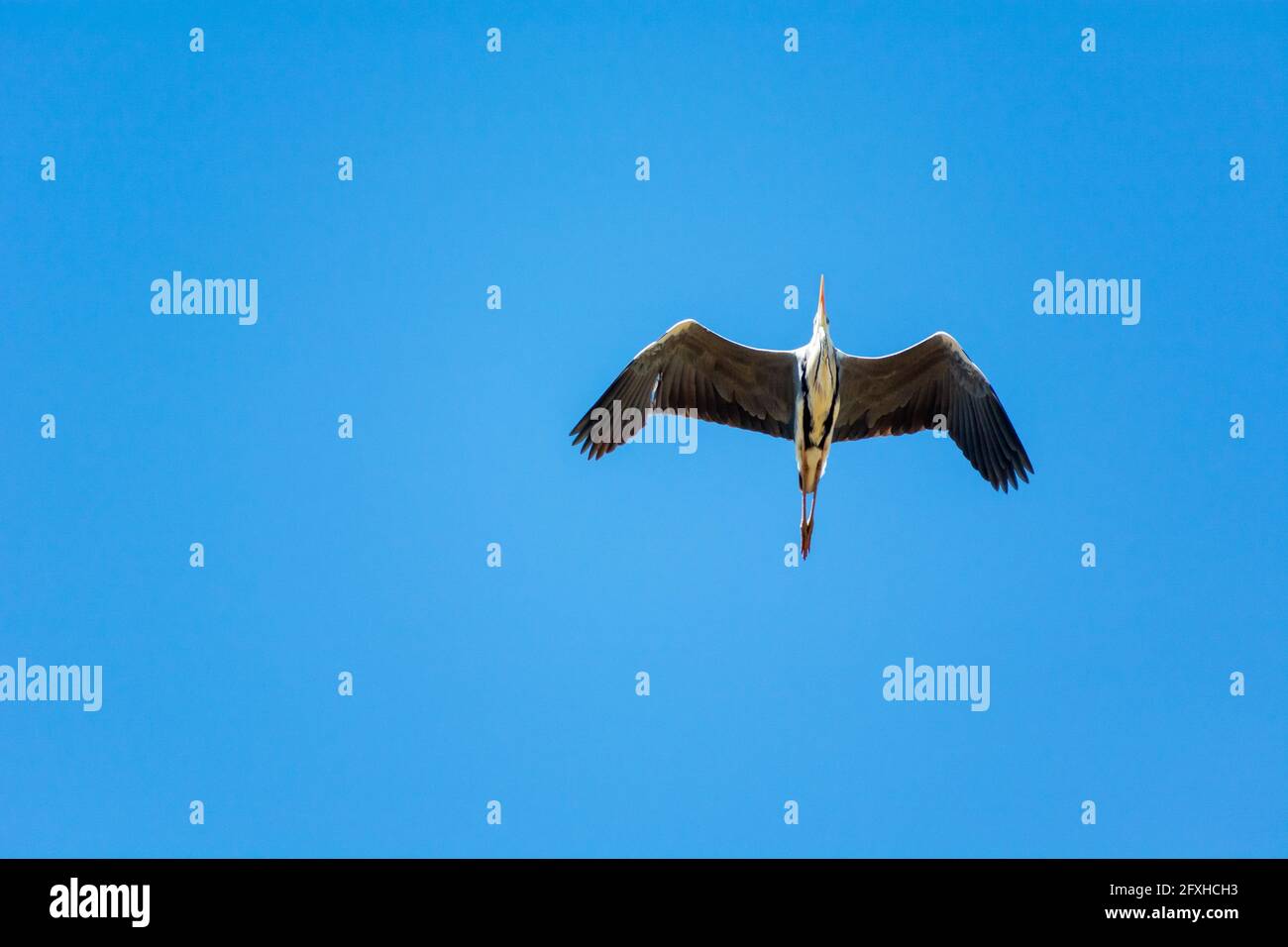 A flying grey heron against the background of a blue sky, spring view Stock Photo