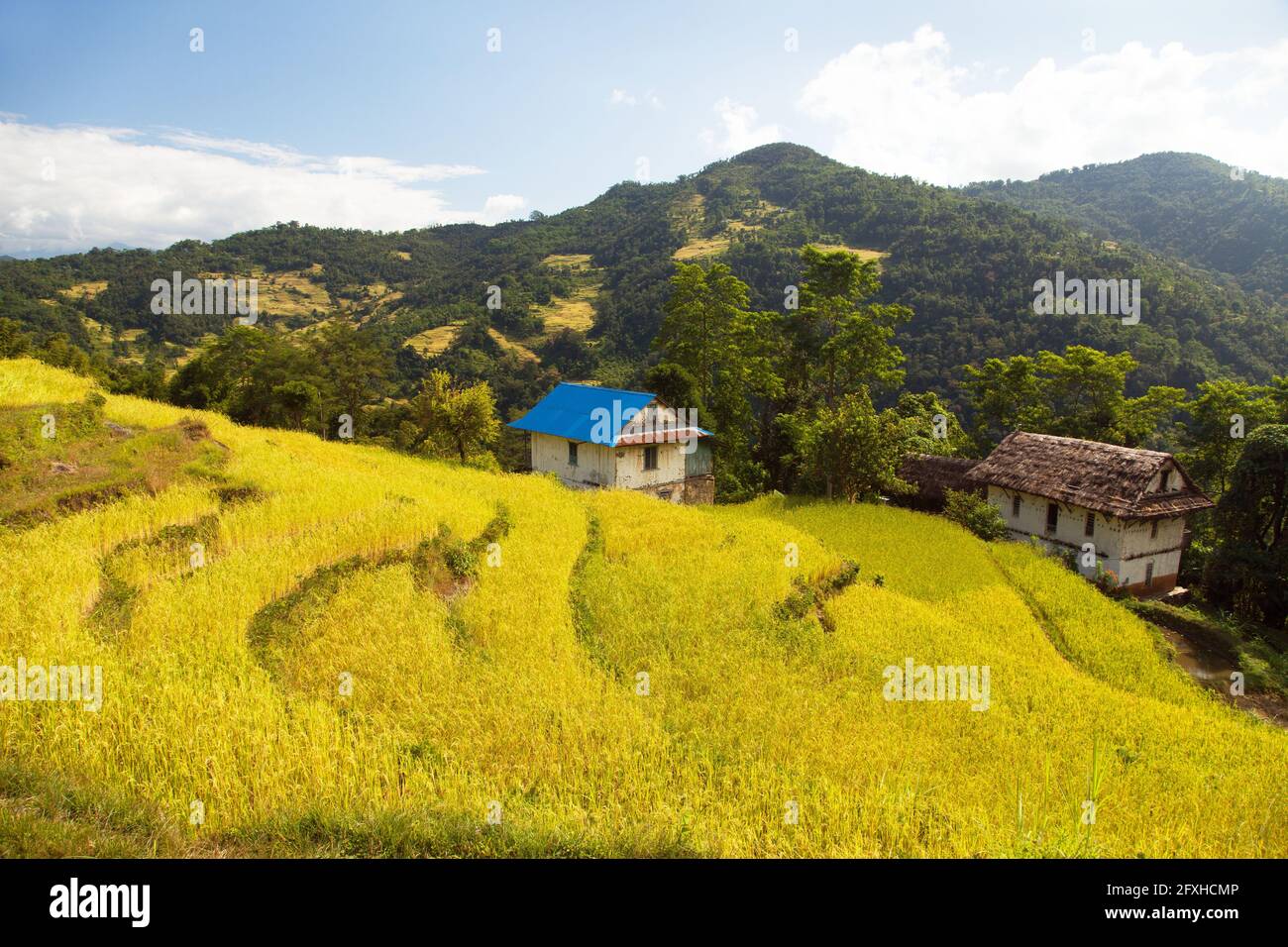 golden terraced rice or paddy fields in Nepal Himalayas mountains Stock Photo