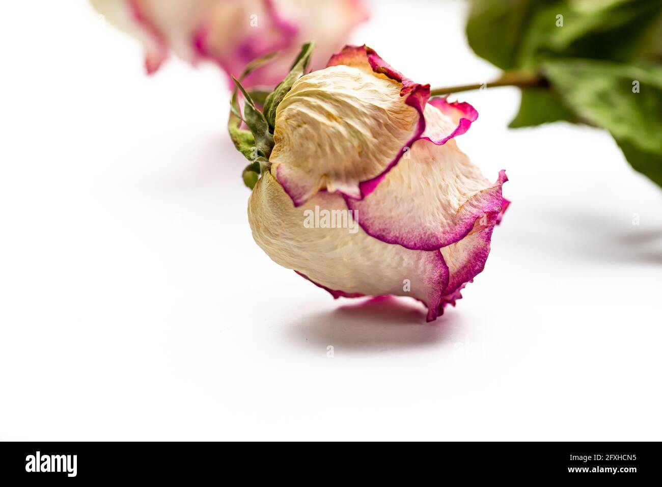 Dried flowers of white roses on a white background. Photo taken under ...