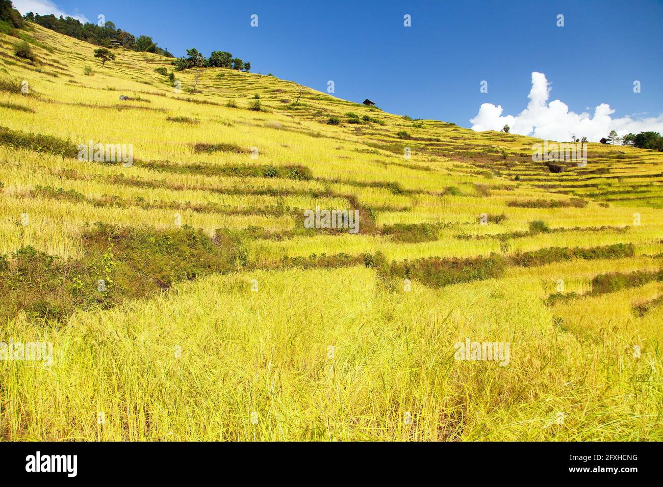 golden terraced rice or paddy field in Nepal Himalayas mountains beautiful himalayan landscape Stock Photo