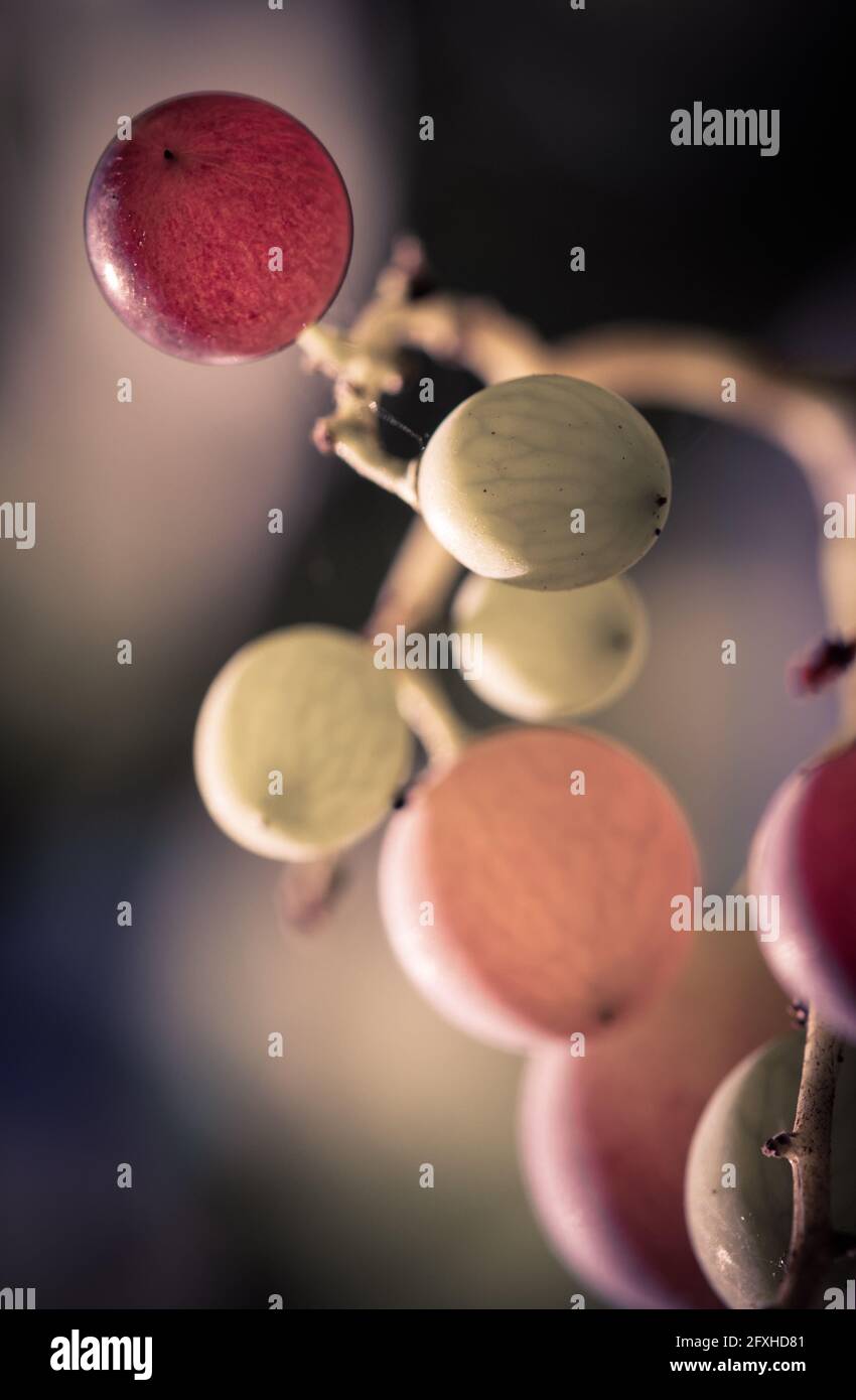FRANCE. GIRONDE (33), GRADIGNAN, BUNCH OF COLORED GRAPES IN TIGHT SHOT Stock Photo