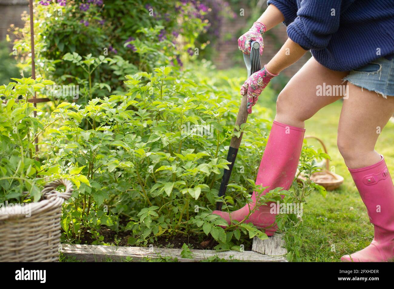 Woman with shovel digging up plants in vegetable garden Stock Photo