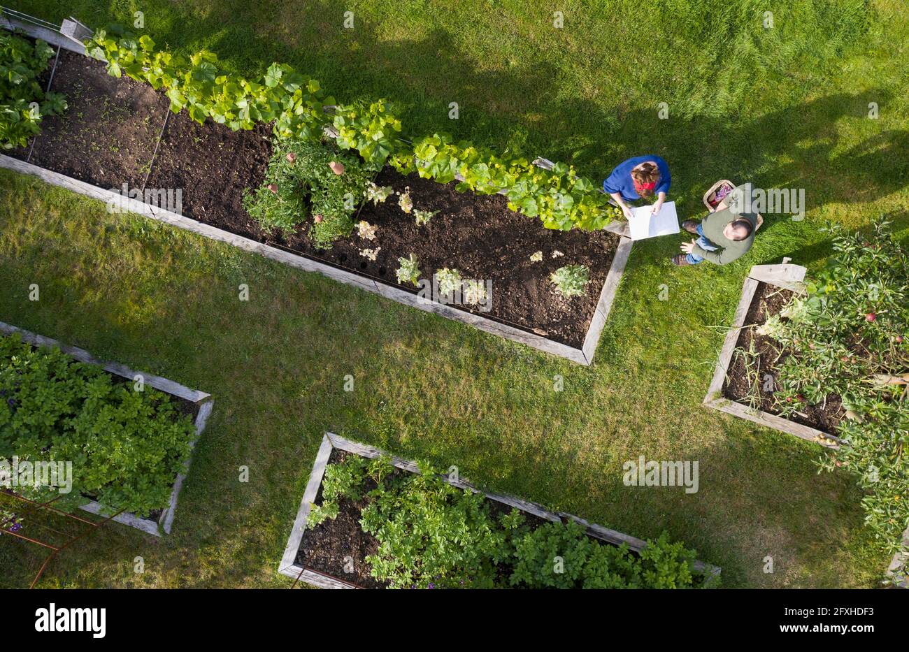View from above couple tending to raised bed vegetable garden Stock Photo