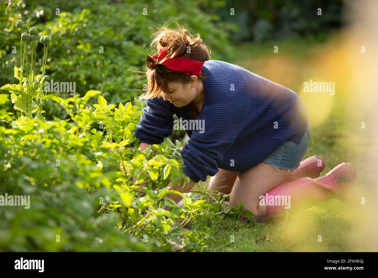 Woman tending to plants in summer vegetable garden Stock Photo