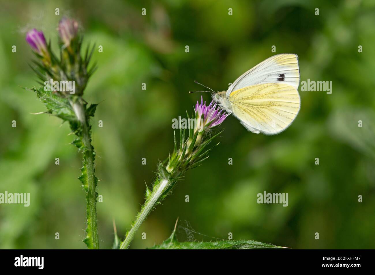 Italy, Lombardy, Countryside near Crema Large White Butterfly, Pieris Brassicae, on a Carduus Stock Photo