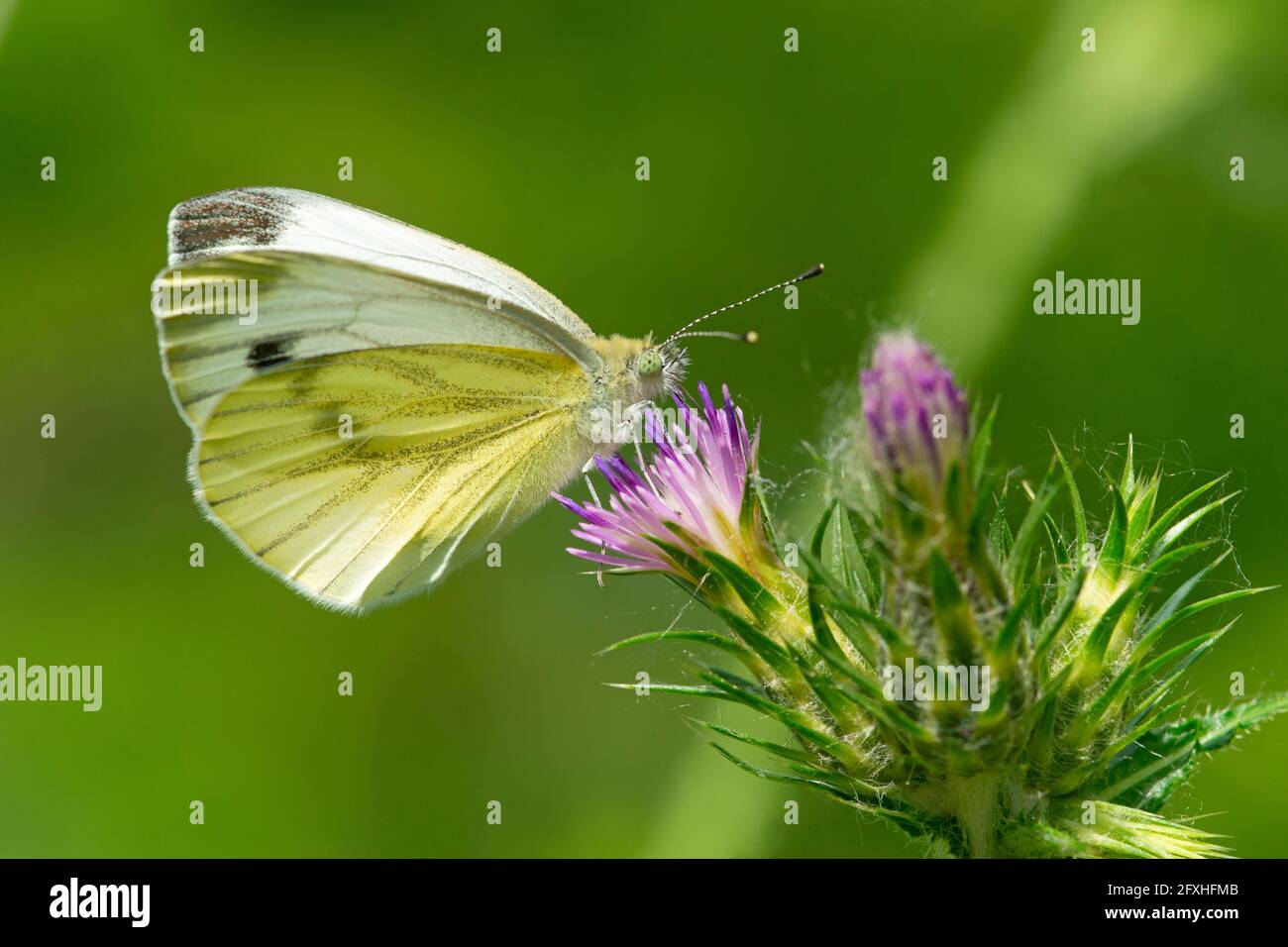 Italy, Lombardy, Countryside near Crema Large White Butterfly, Pieris Brassicae, on a Carduus Stock Photo