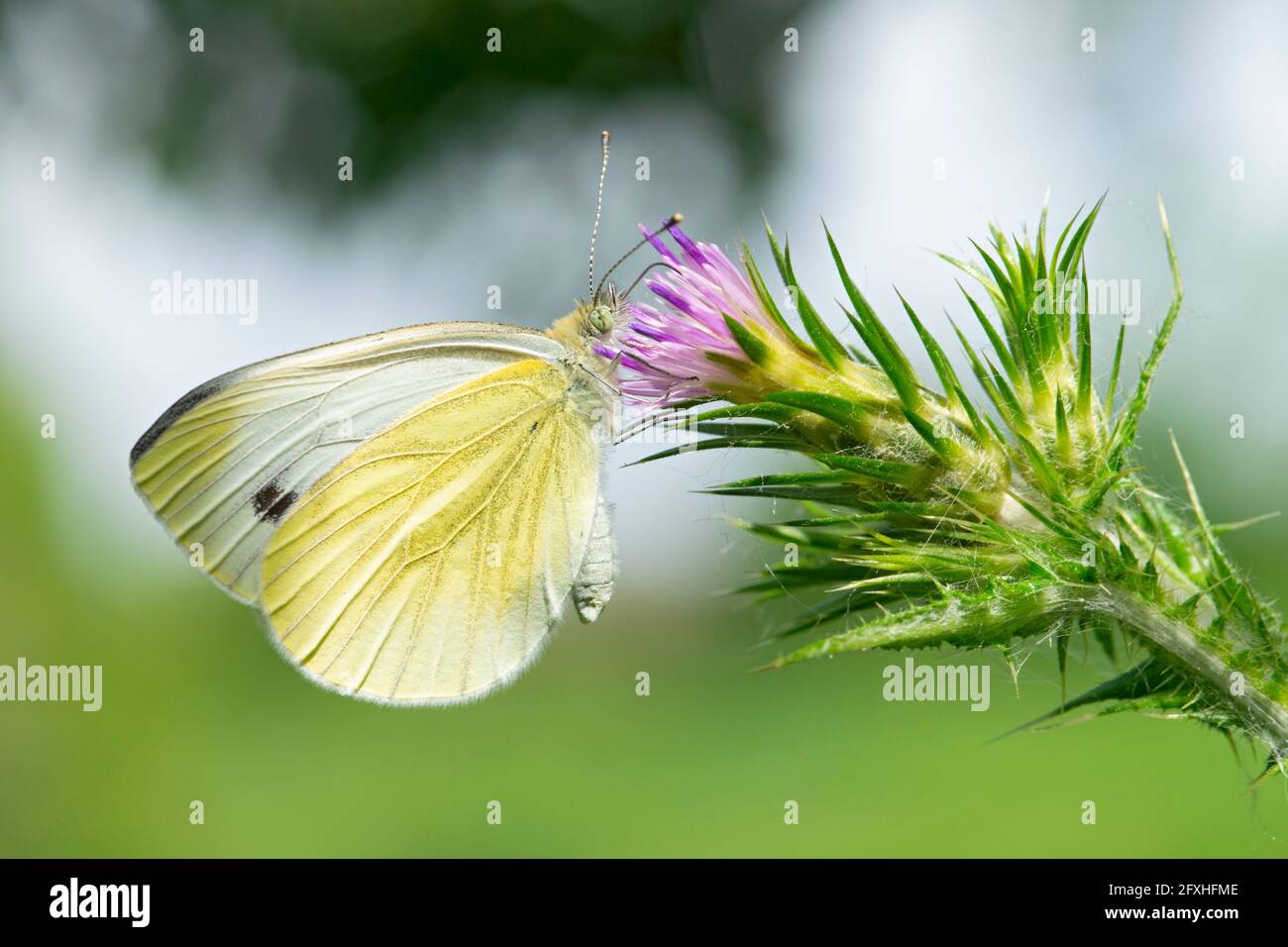 Italy, Lombardy, Countryside near Crema Large White Butterfly, Pieris Brassicae, on a Carduus Stock Photo