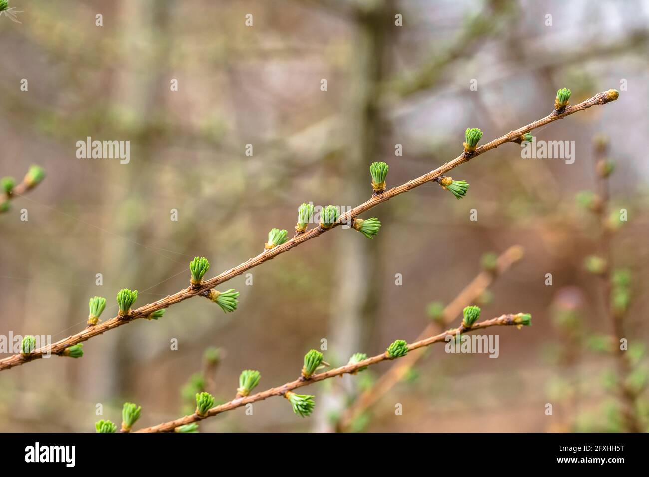 Fresh green spring conifer, needle larch, coniferous tree branch Stock Photo