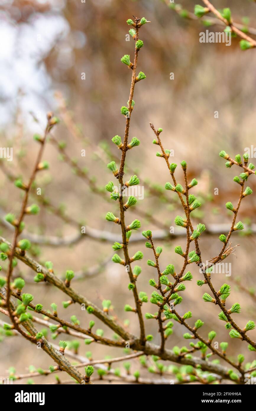 Fresh green spring conifer, needle larch, coniferous tree branch Stock Photo