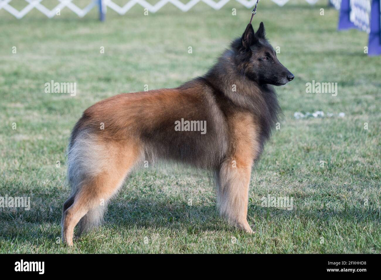 Belgian Tervuren standing at dog show Stock Photo