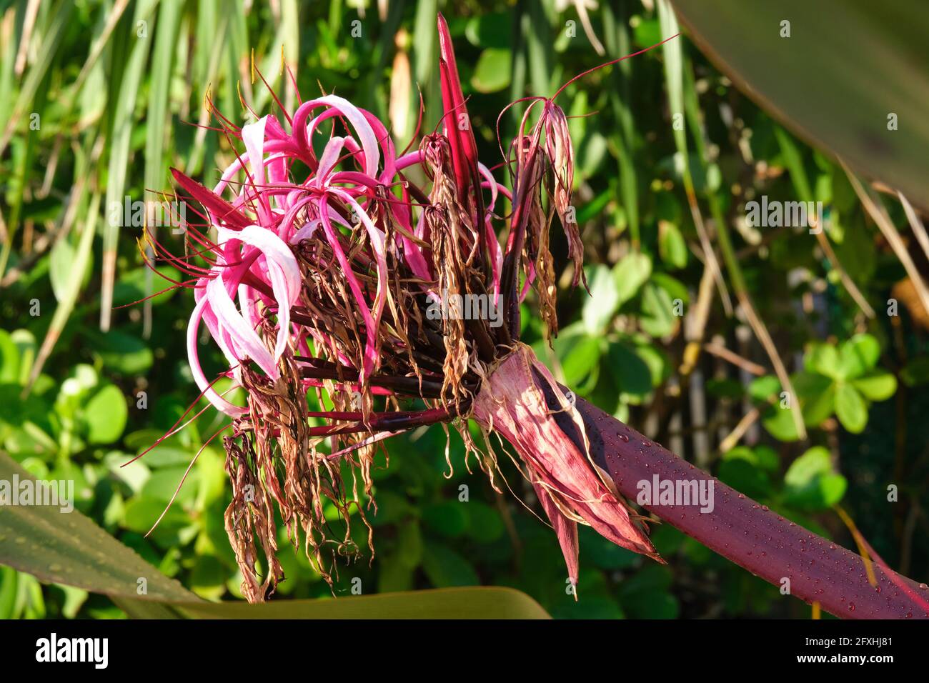 Queen Emma Lily in morning sunlight Stock Photo