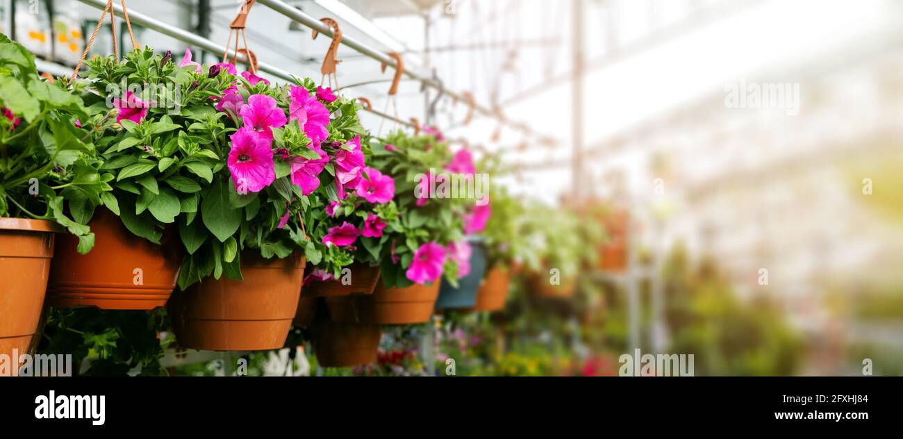 petunia flower pots hanging in ornamental garden plant shop. banner copy space Stock Photo