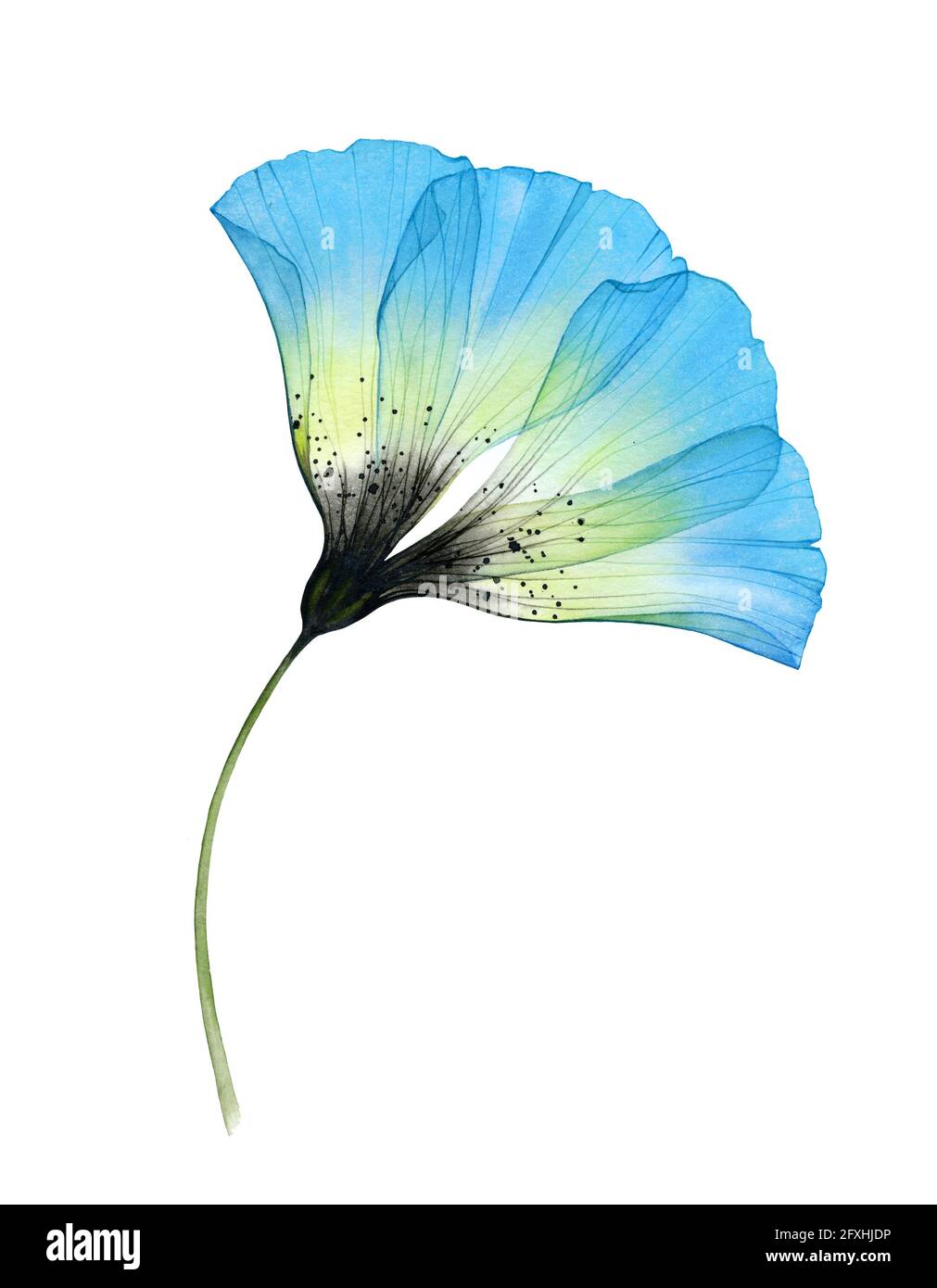 Watercolor blue flower. Hand painted transparent anemone with detailed petals. Botanical illustration for wedding design, greeting cards Stock Photo