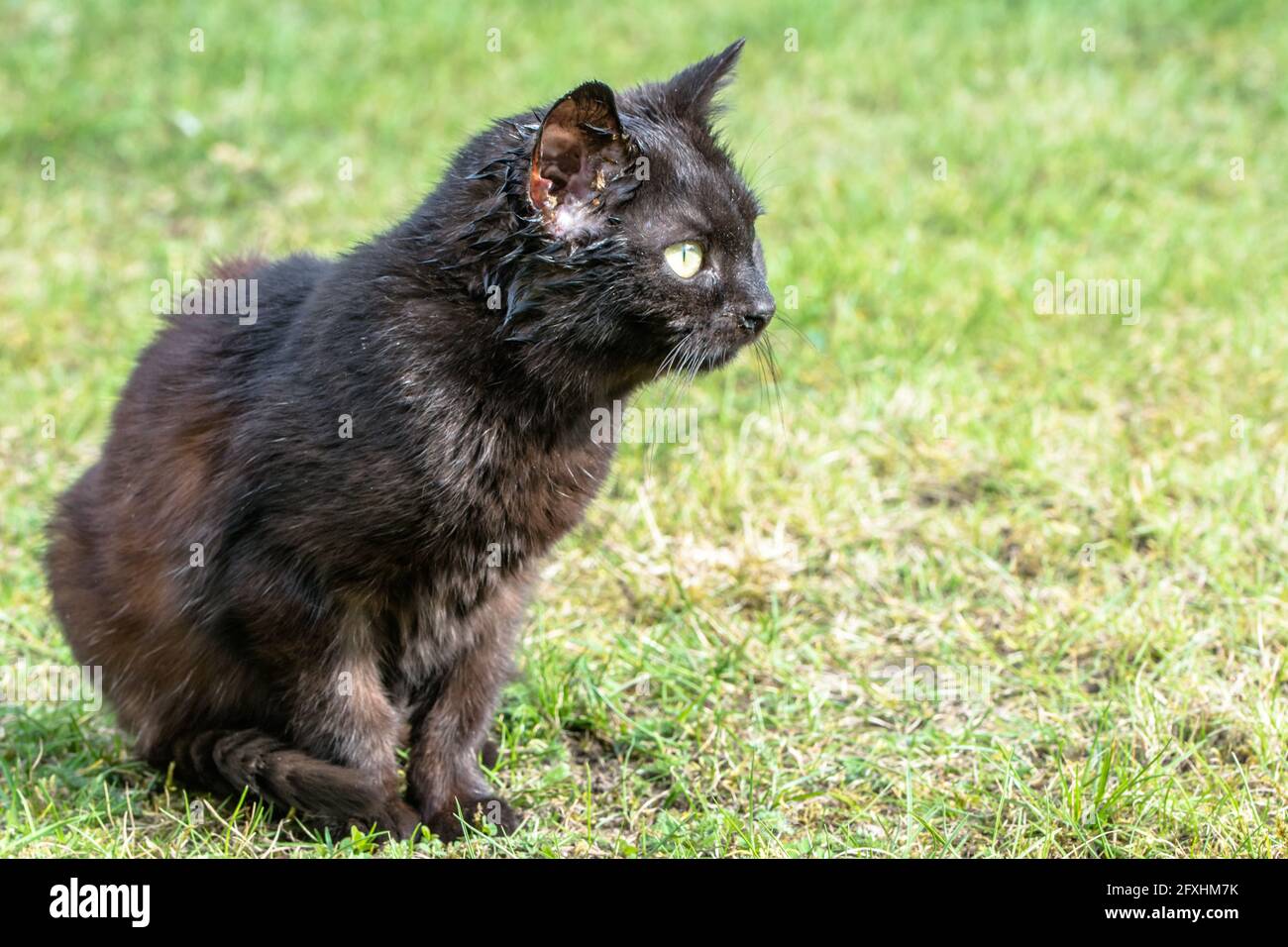 Black cat, sick animal sitting on grass, outdoors Stock Photo Alamy