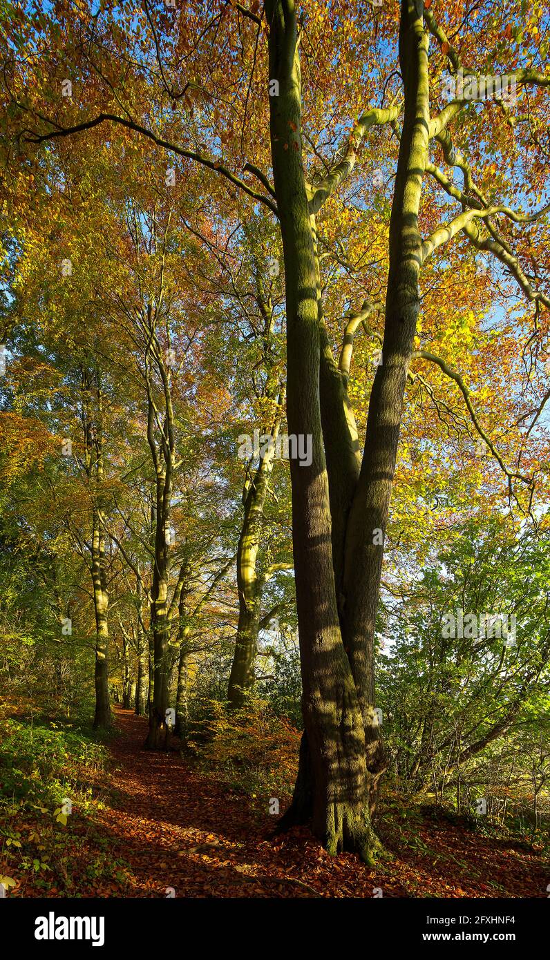 Woodland scenes in autumn near Wylam in Northumberland, England, United Kingdom Stock Photo