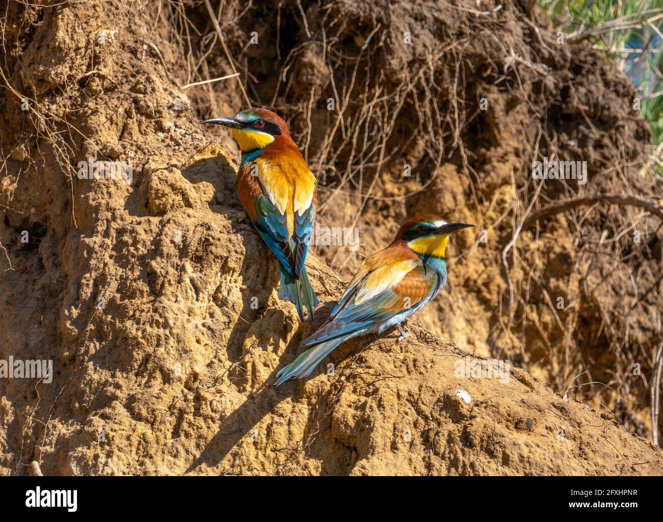 Two bee-eater or Merops apiaster birds sit near their burrows on a cliff. Stock Photo