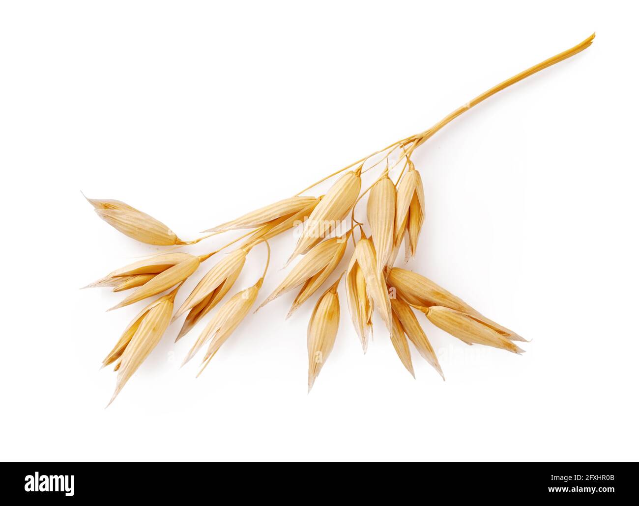 Ears of oats isolated on white background. Top view of oat plant. Stock Photo
