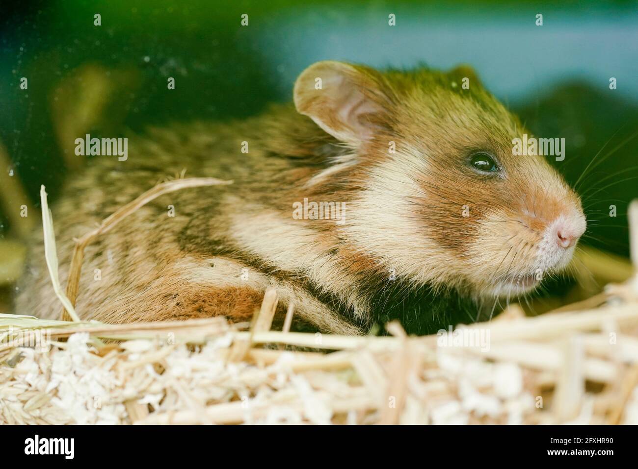 Mannheim, Germany. 27th May, 2021. A field hamster sits in a transport box.  The Regional Council of Karlsruhe and the City of Mannheim are continuing  their project to reintroduce the field hamster,