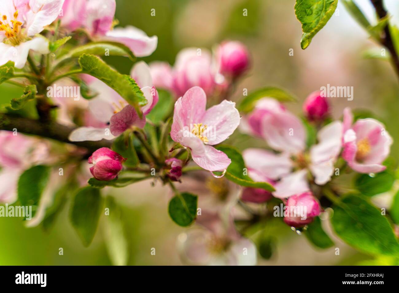 Appleblossom Apfelblüte Stock Photo
