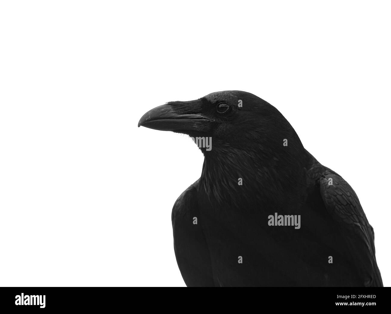 close up of raven in monochrome Stock Photo