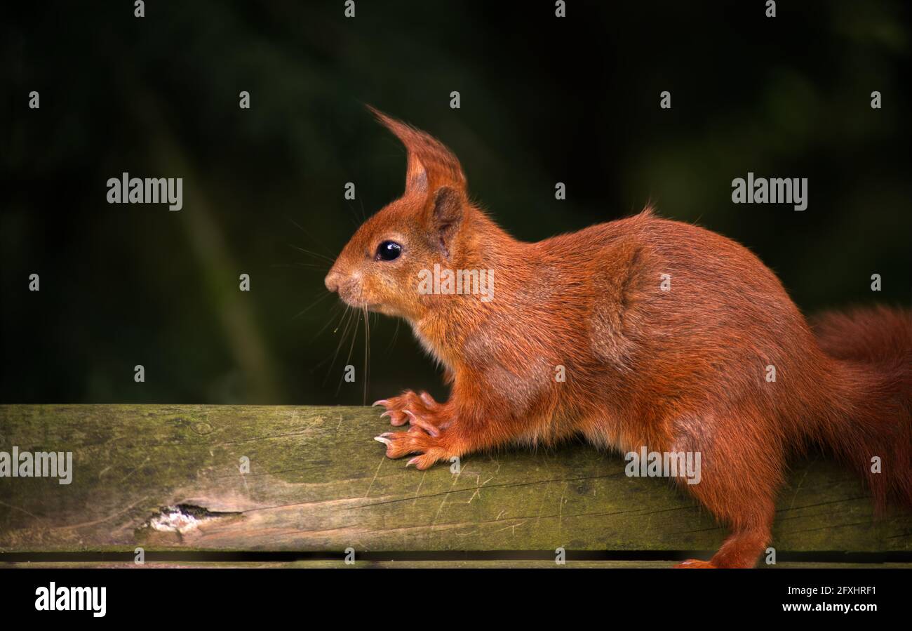 close up of red squirrel on fence Stock Photo