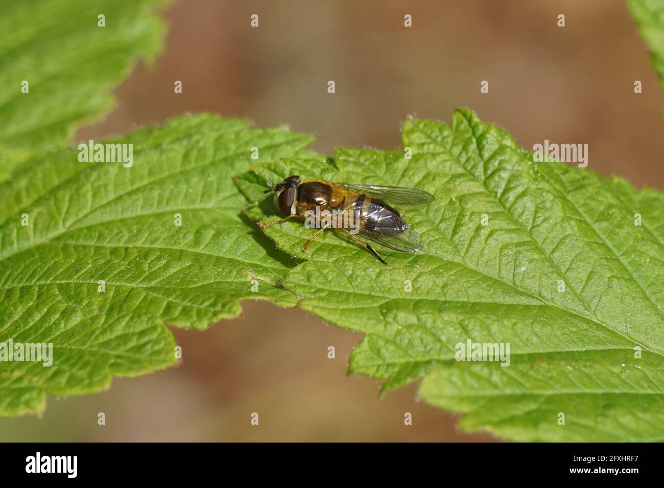 Female hoverfly Epistrophe eligans. On a leaf of a redcurrant in a Dutch garden. Spring, May, Netherlands. Stock Photo