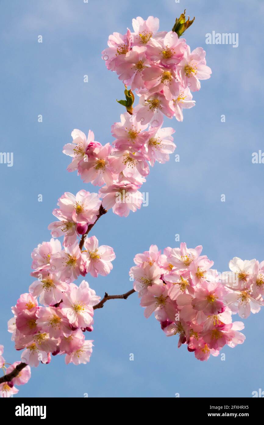 Pink Cherry blossom branch blue sky background Japanese cherry tree Stock Photo