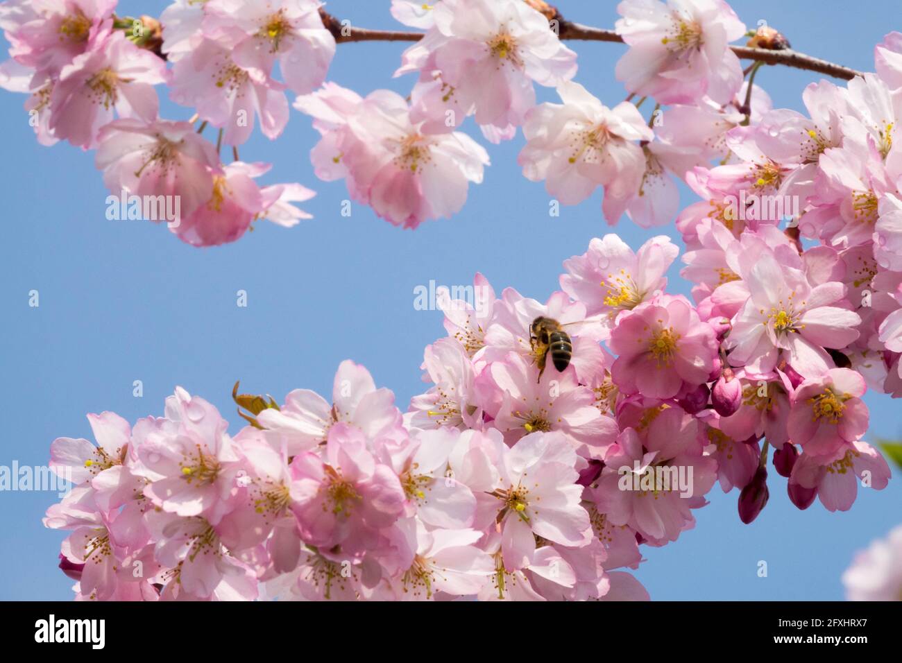 Pink prunus blossom blue sky bee on cherry blossom branch Stock Photo