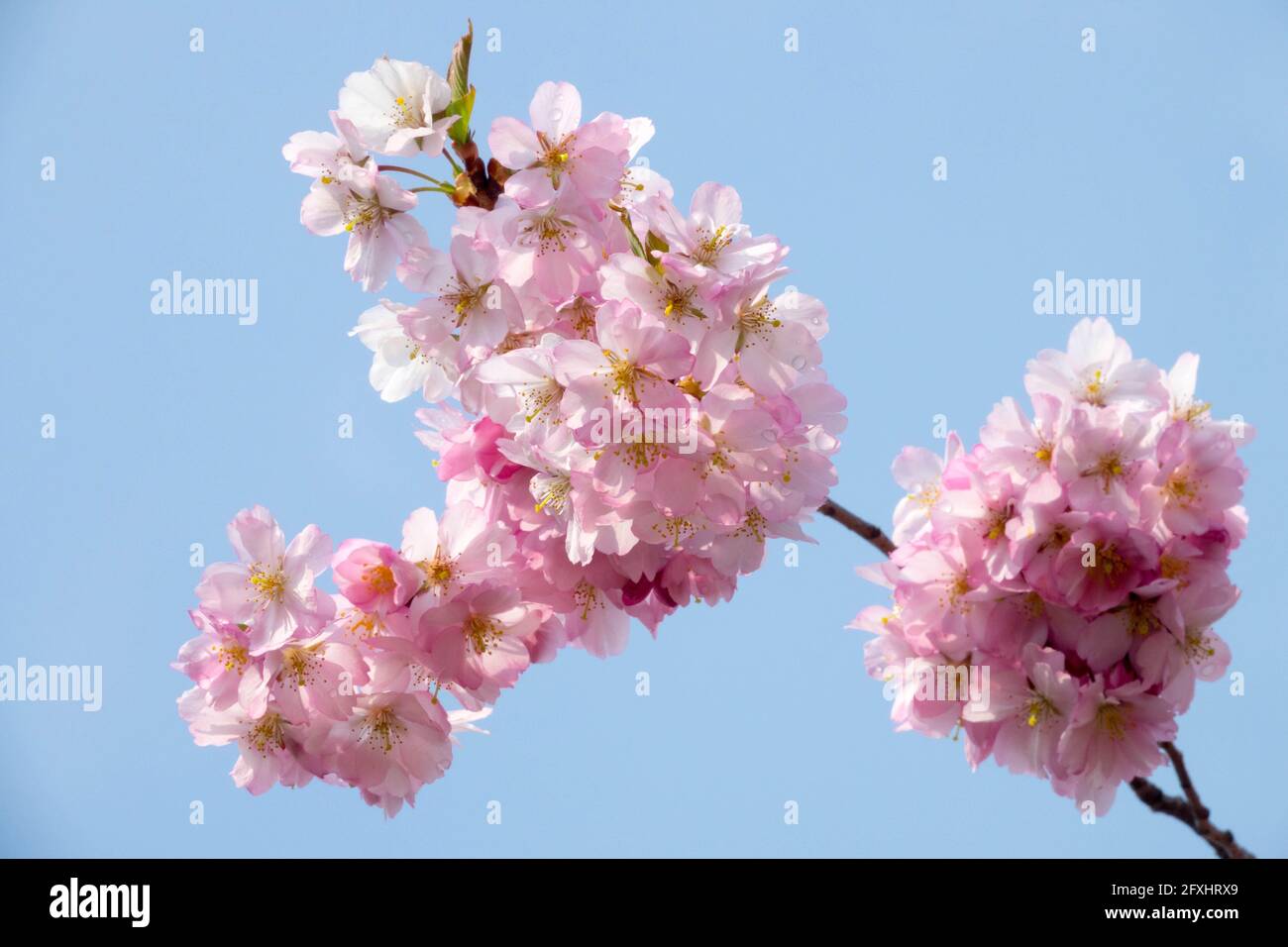 Pink cherry blossoms in full bloom against blue sky Stock Photo