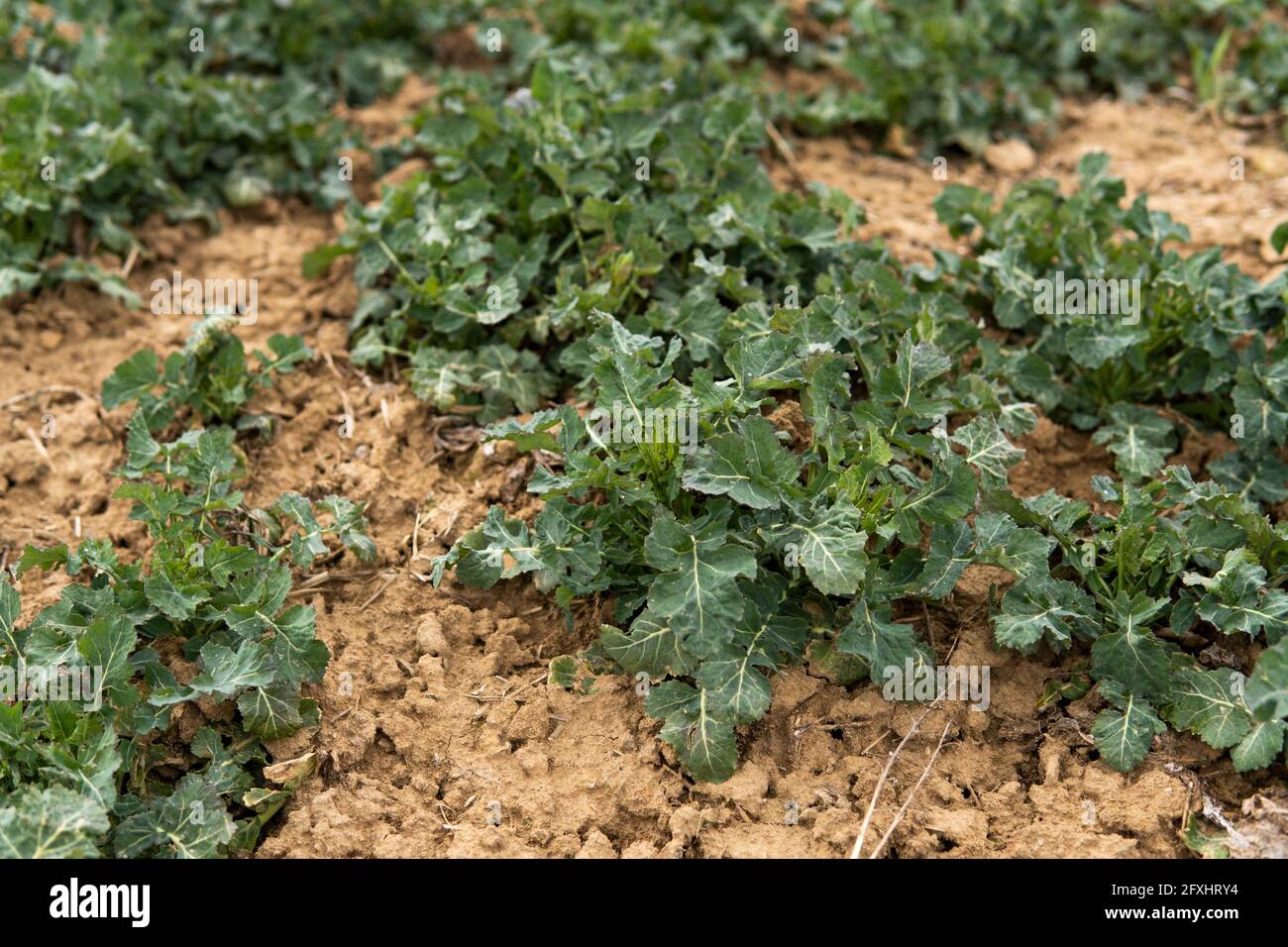 Winter Rapeseed Spring field with winter rape plants. Agriculture, cultivating Stock ...