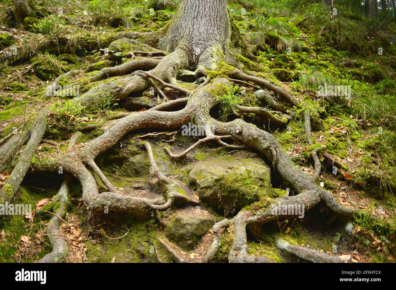 Tree's Roots Over Rocks Roots of a tree over a rocky ground scenic nature symbol Stock Photo ...