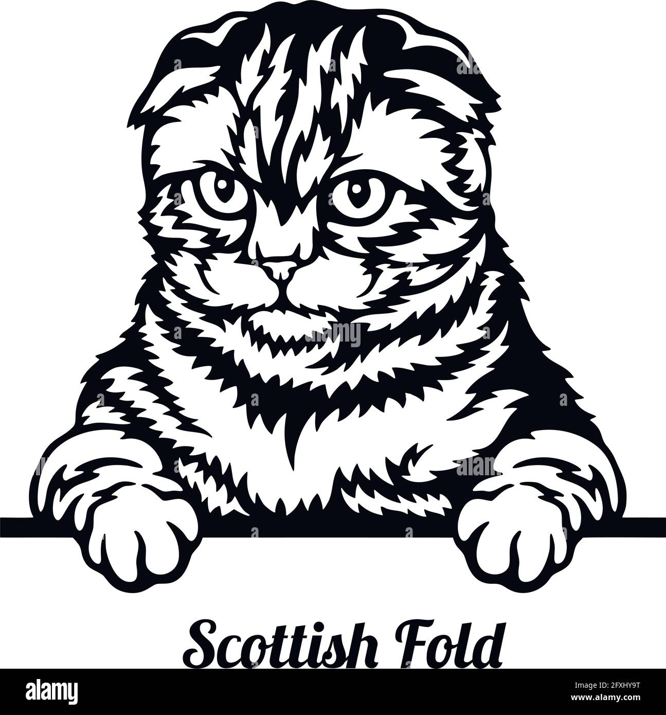 Scottish Fold Cat - Cat breed. Cat breed head isolated on a white background - vector stock Stock Vector