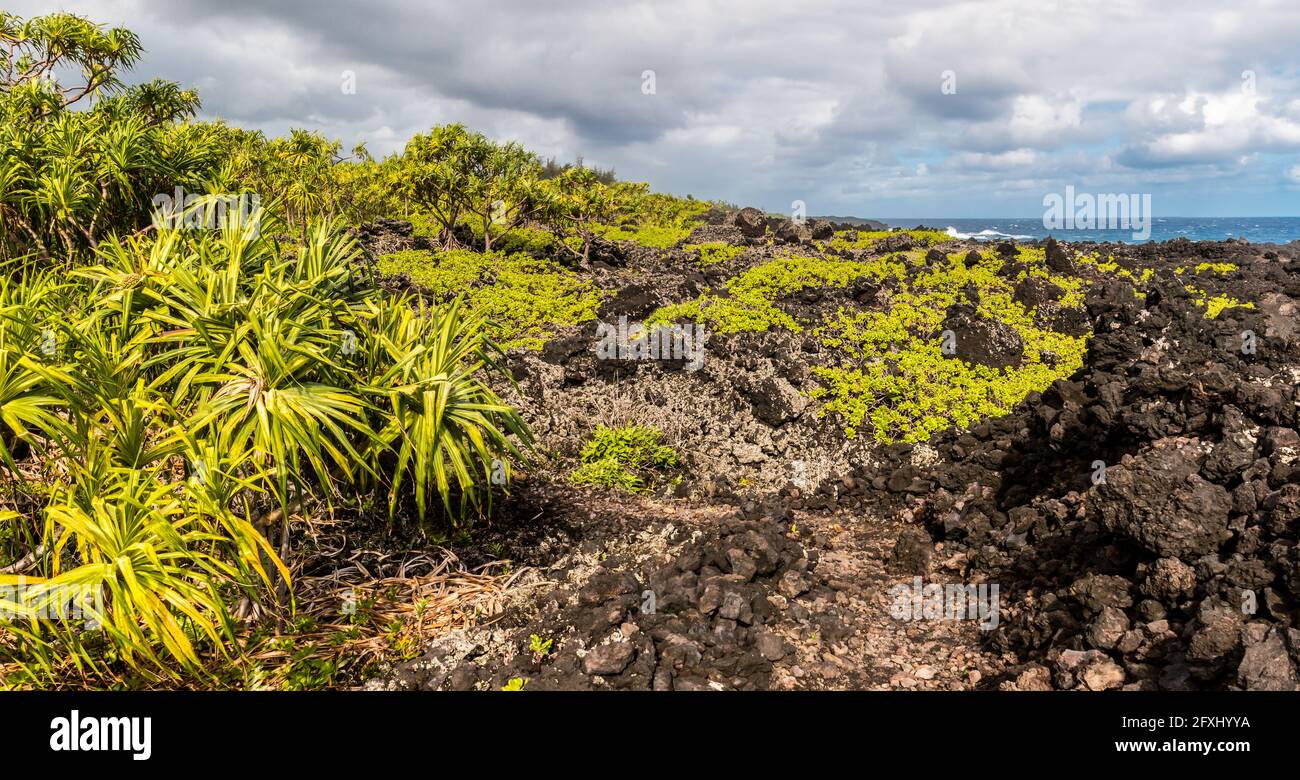 Kipapa hi-res stock photography and images - Alamy