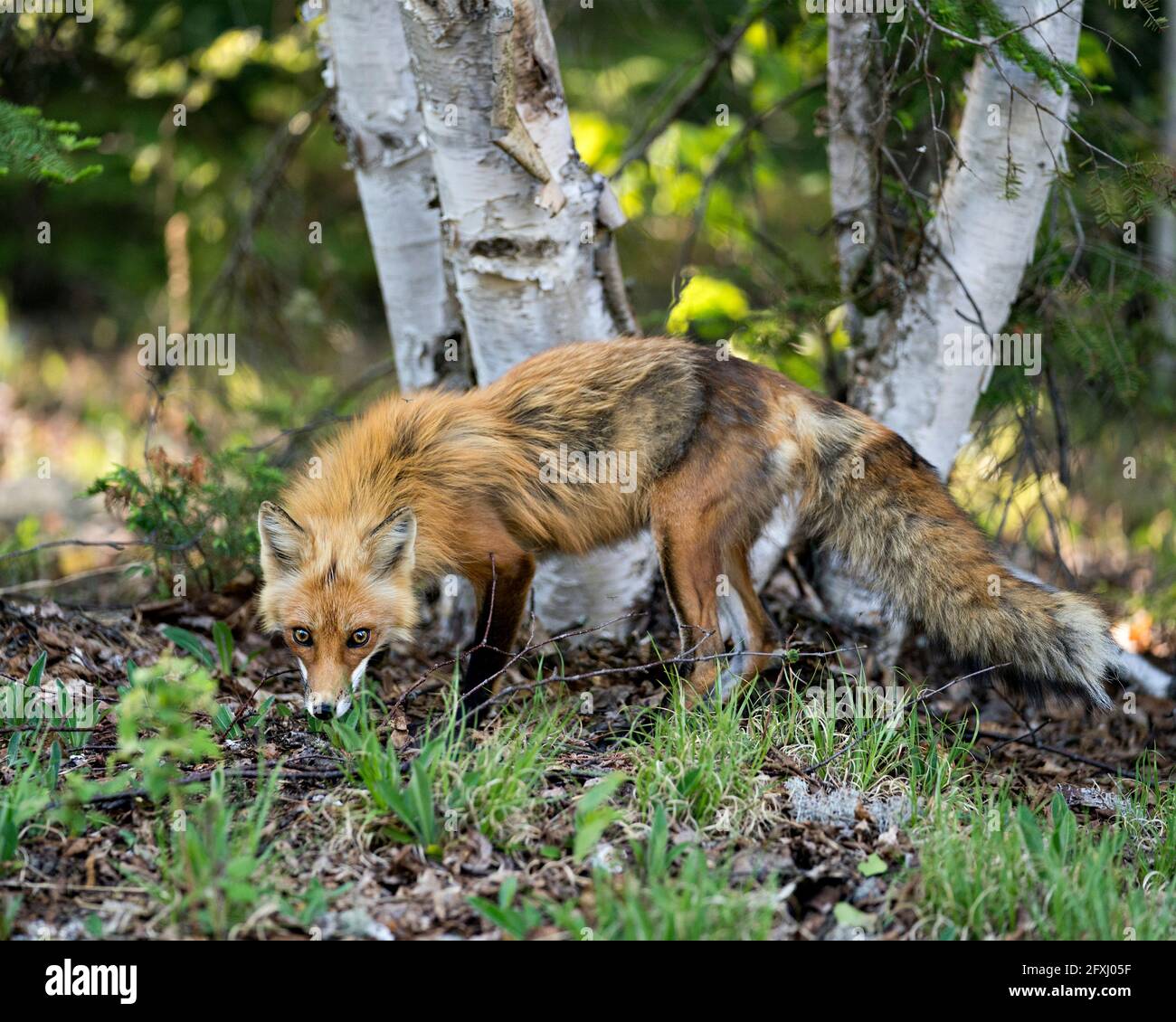 Red Fox close-up profile side view in the springtime with birch tree ...