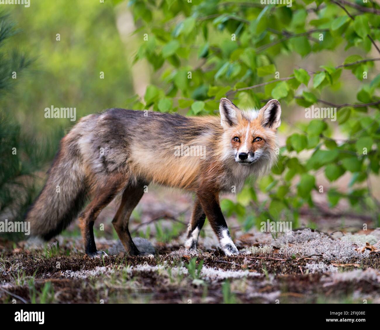 Red fox close-up profile side view in the springtime looking at camera ...