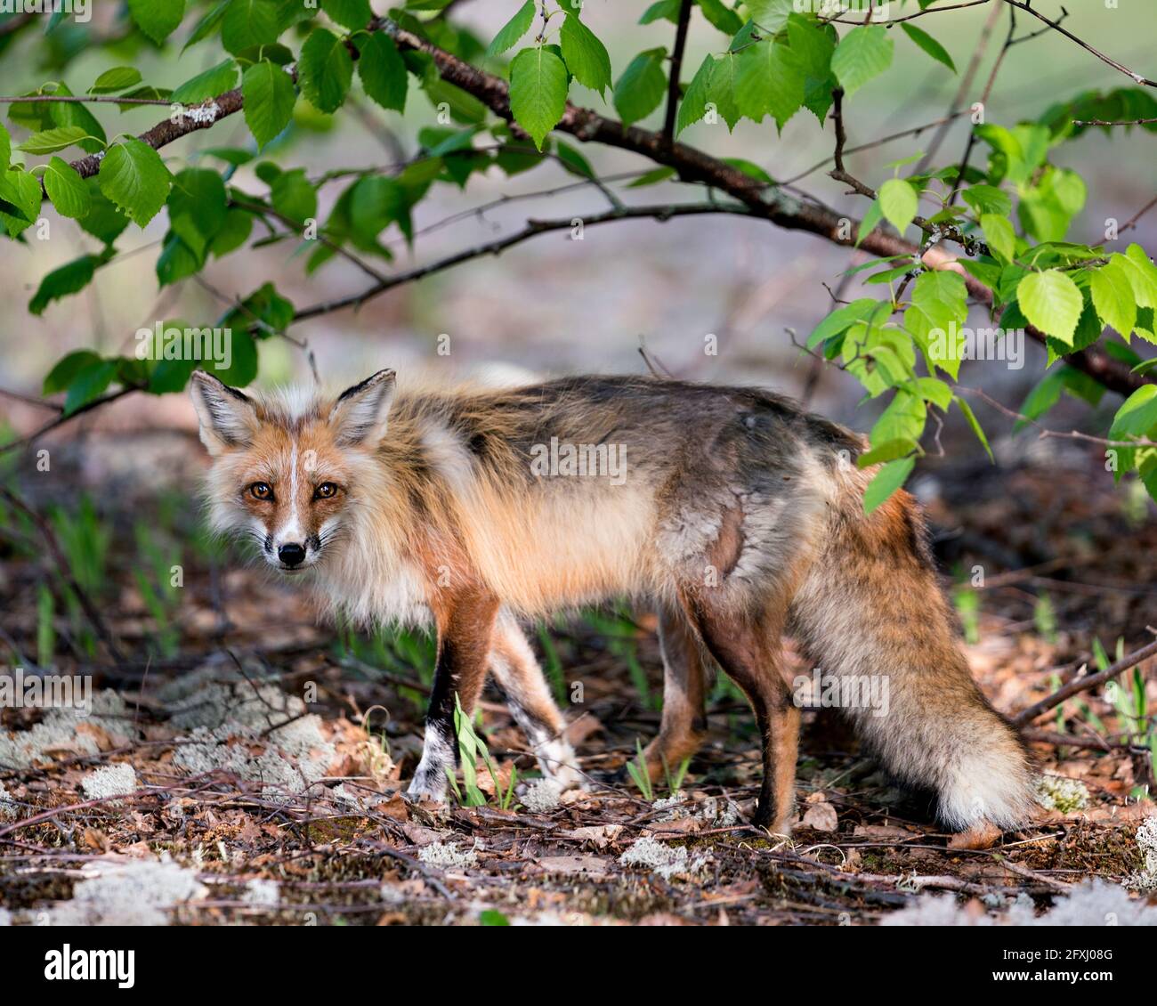 Red fox close-up profile side view in the springtime looking at camera ...