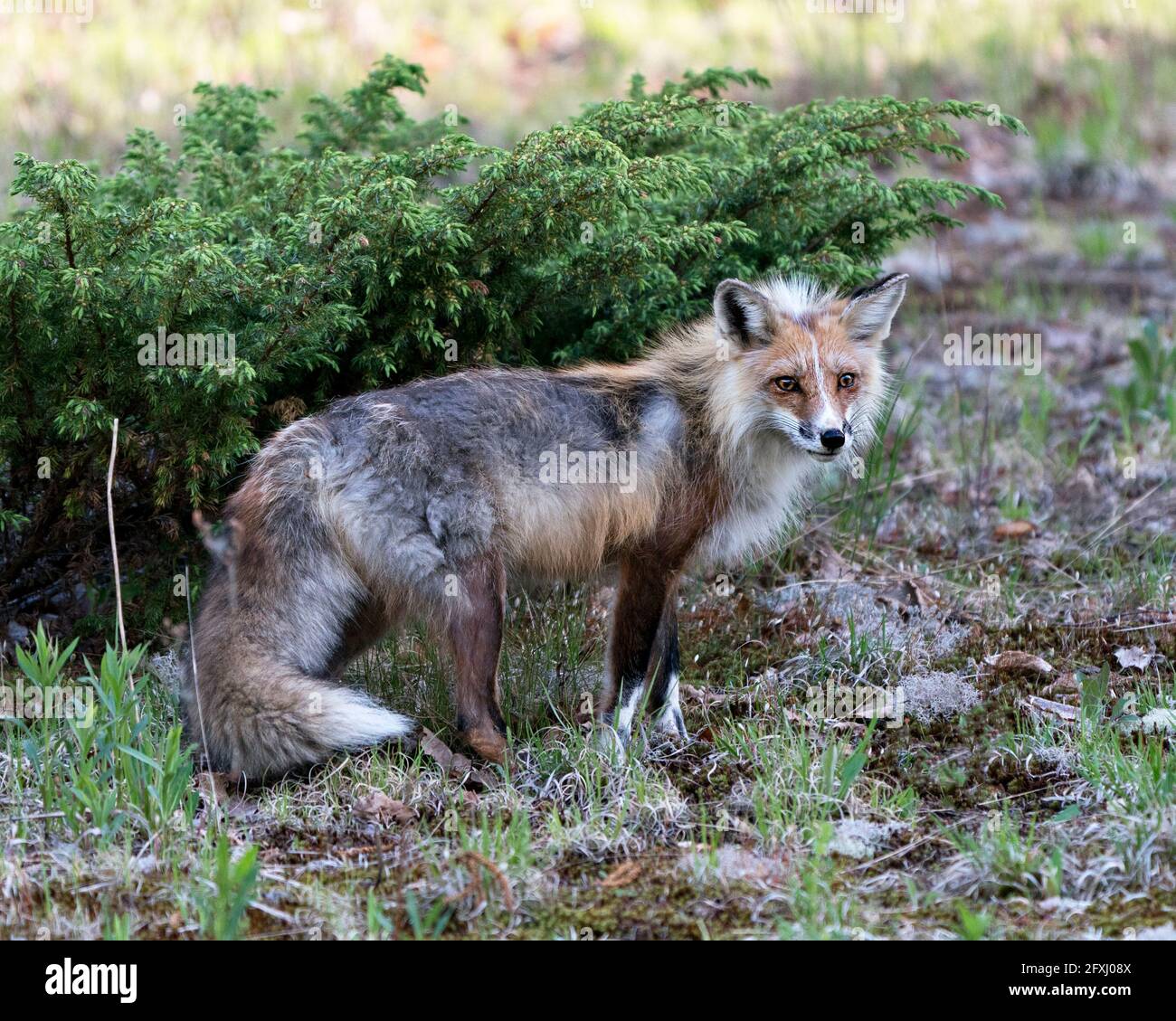 Red Fox close-up profile side view in the springtime with coniferous ...