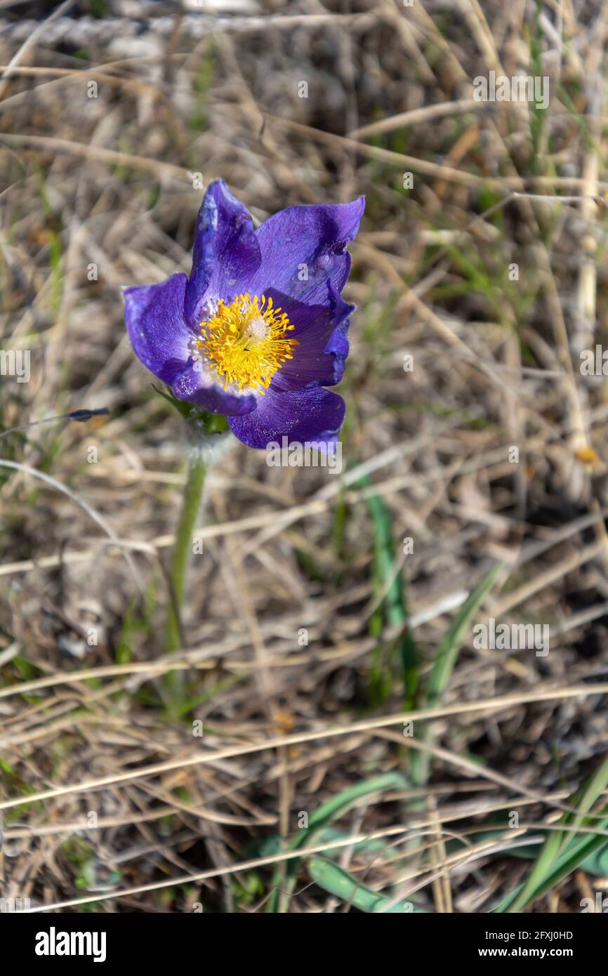 Pasqueflower or Sleep-grass ( Pulsatilla patens) one of the spring primrose in Western Siberia, withering Stock Photo