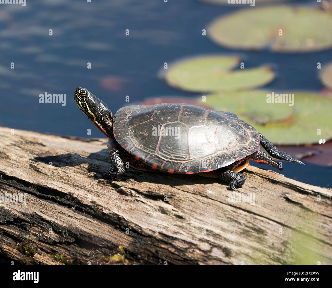 Painted turtle resting on a log in the pond with lily pad pond, water lilies, moss and displaying its turtle shell, head, paws in its environment . Stock Photo