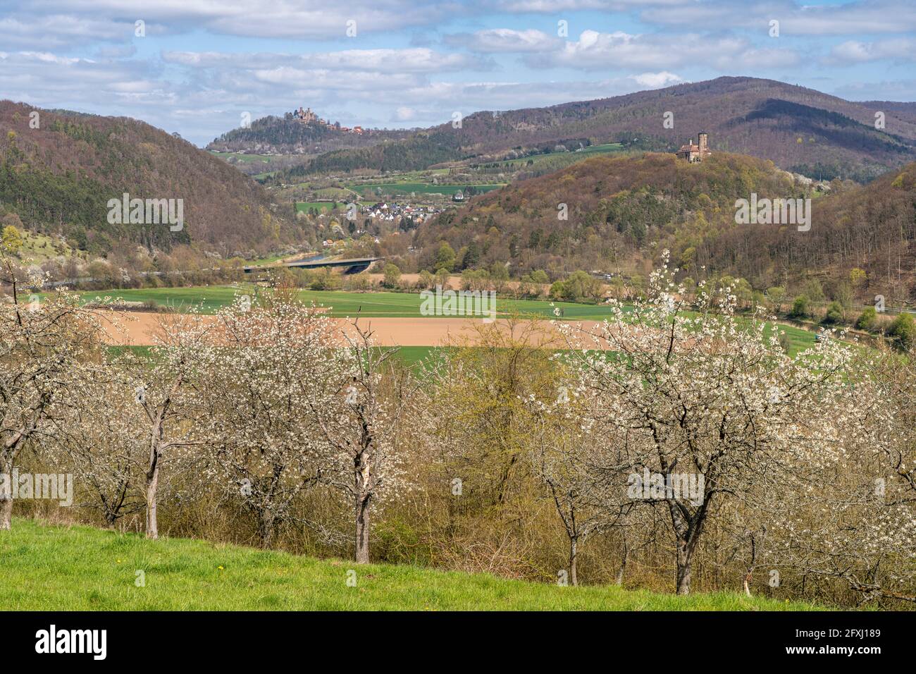 Wanderweg durch die Kirschblüte mit Blick zuden zwei Burgen Burg Hansteinin Witzenhausen , Hessen, Deutschland  |  cherry blossom hiking trail with vi Stock Photo