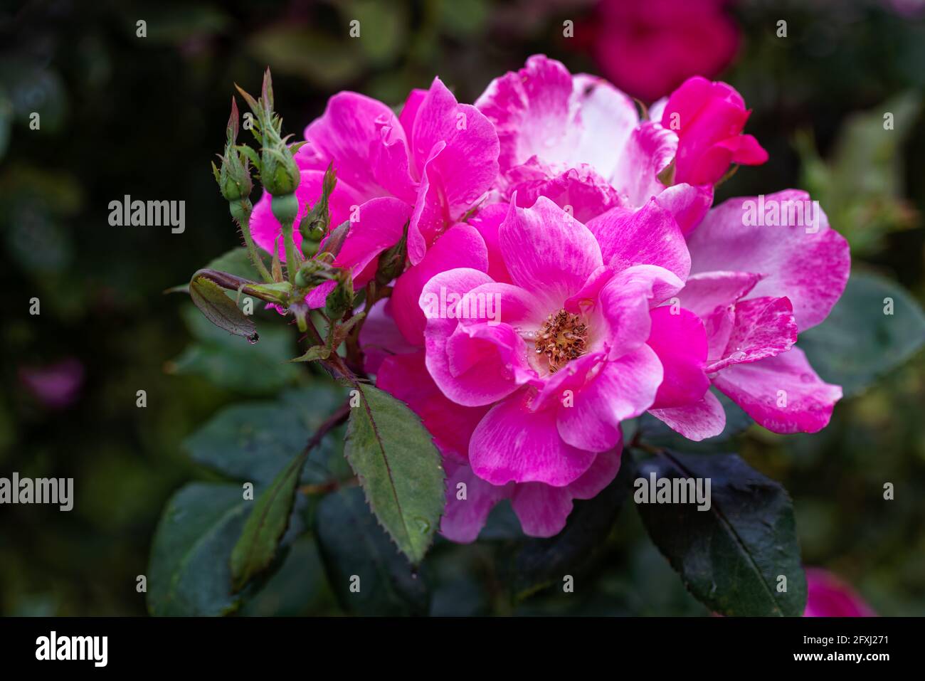Closeup of Pink Knockout Roses in a Garden Stock Photo - Alamy