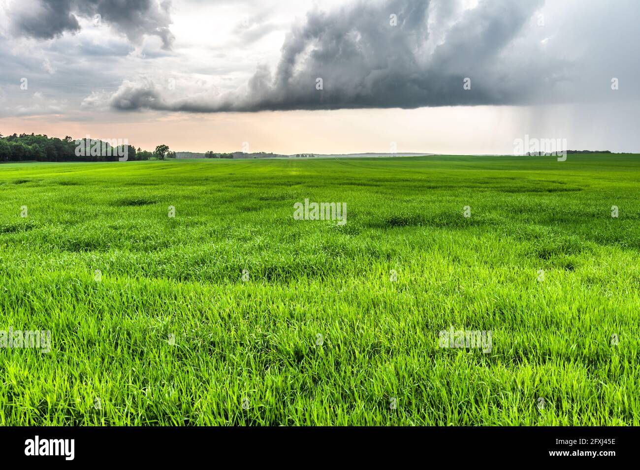 Spring on field with green grass, moody landscape with dramatic cloudy ...