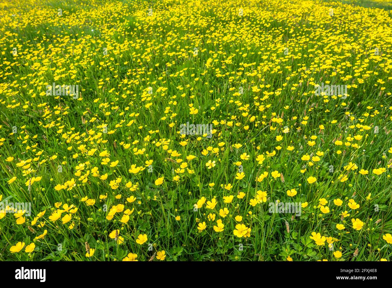 Spring green grass background with yellow flowers on meadow Stock Photo ...