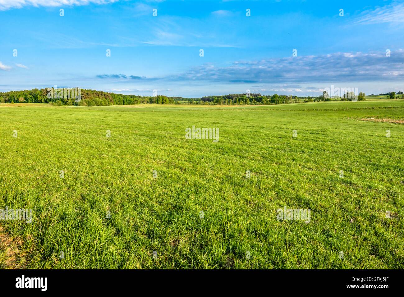Green field of grass in spring, landscape Stock Photo - Alamy
