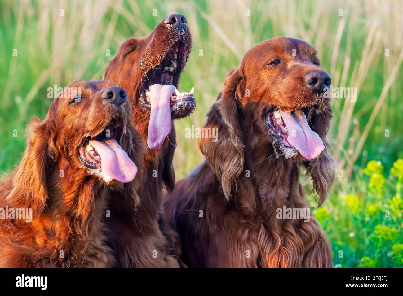 Funny drooling salivating pet dogs panting in the grass in a hot summer