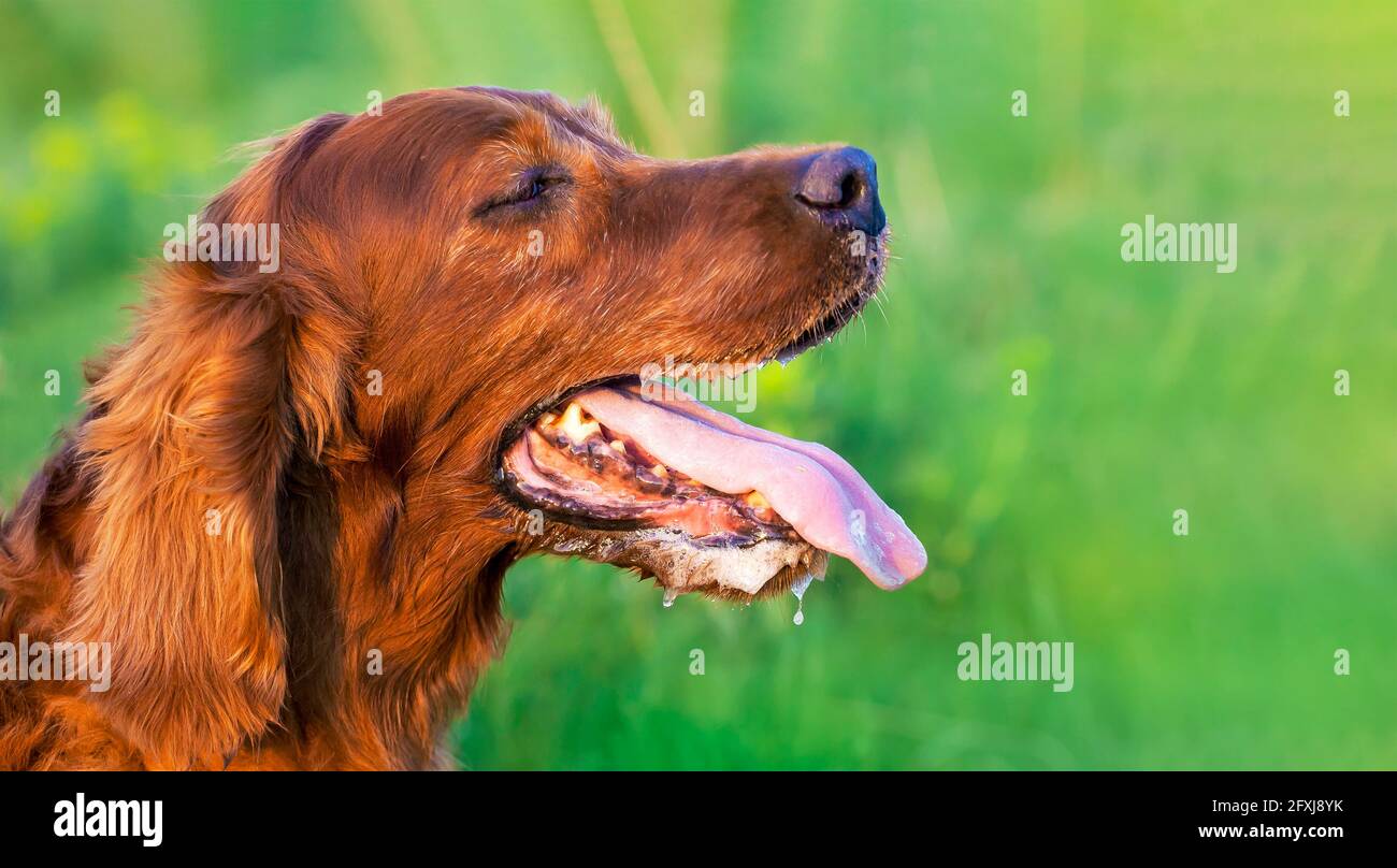 Why Do Dogs Heads Get Hot When Petted