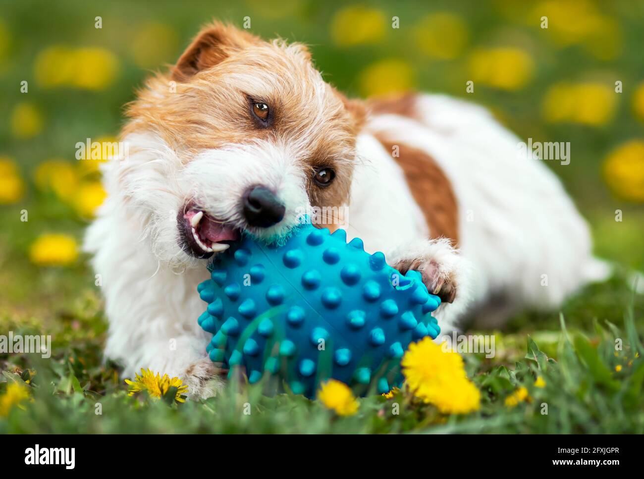 Playful happy cute dog puppy chewing, playing with a toy ball in the ...