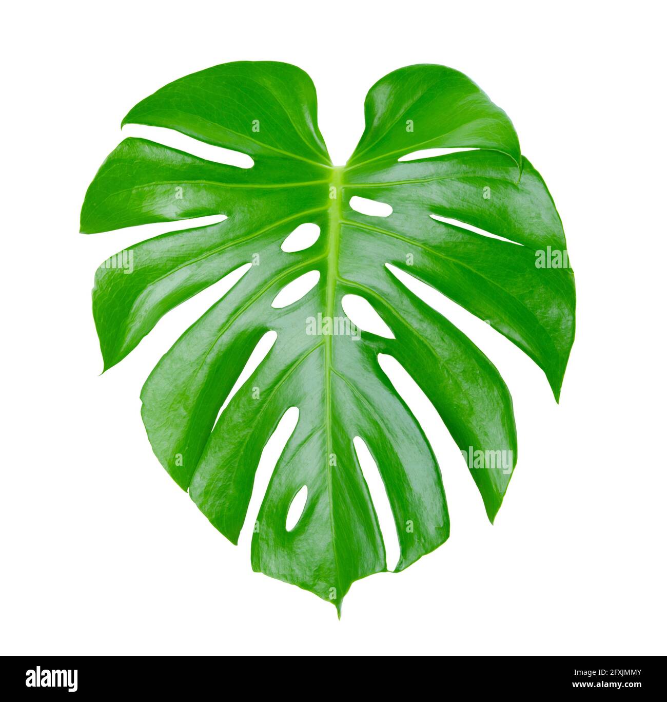 philodendron pittieri Philodendron Pittieri kaufen – seltene tropische Zimmerpflanze –  MyZimmerpflanze.de main image 0