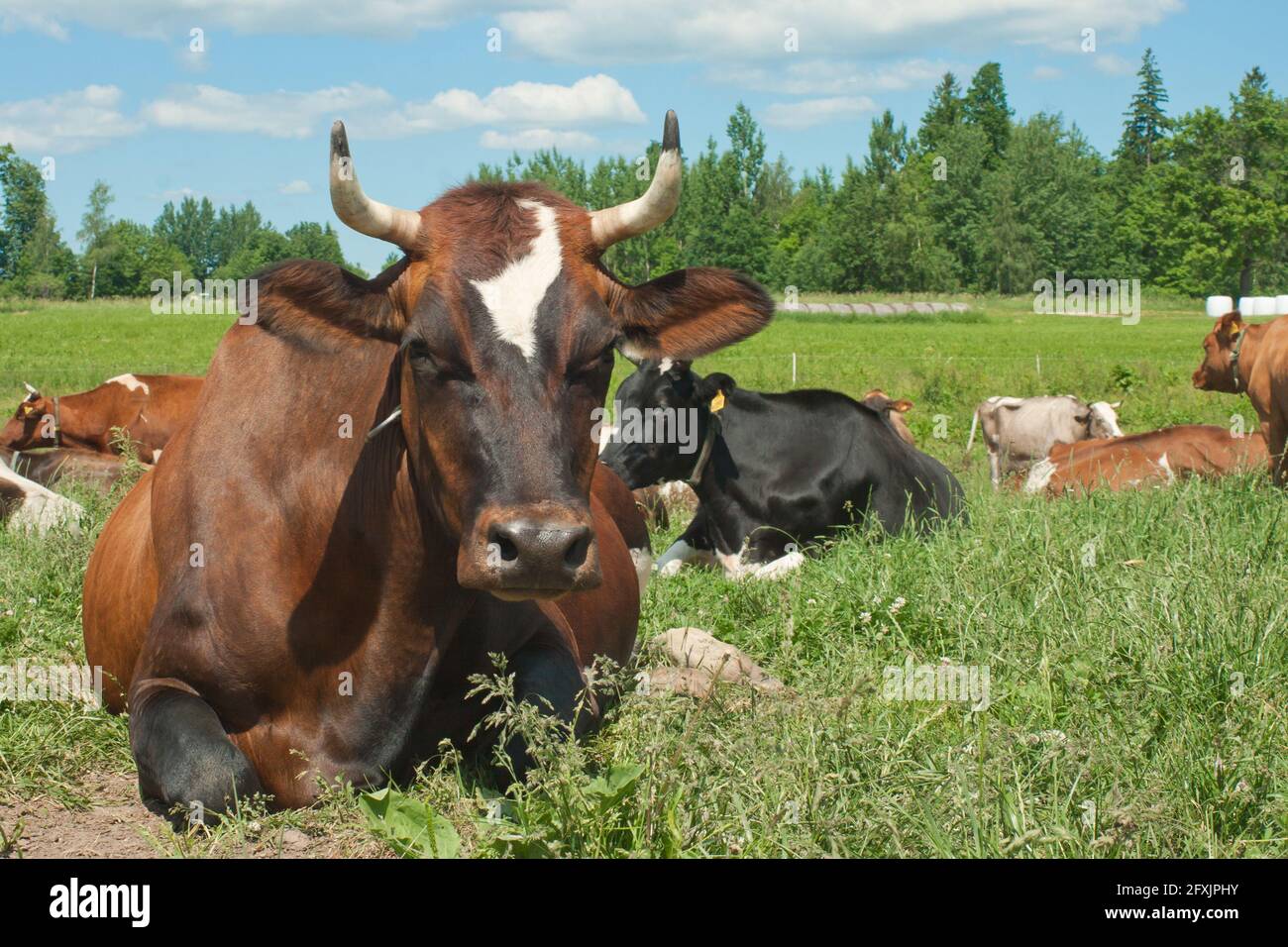 Cow resting on a farm field against the background of summer ...