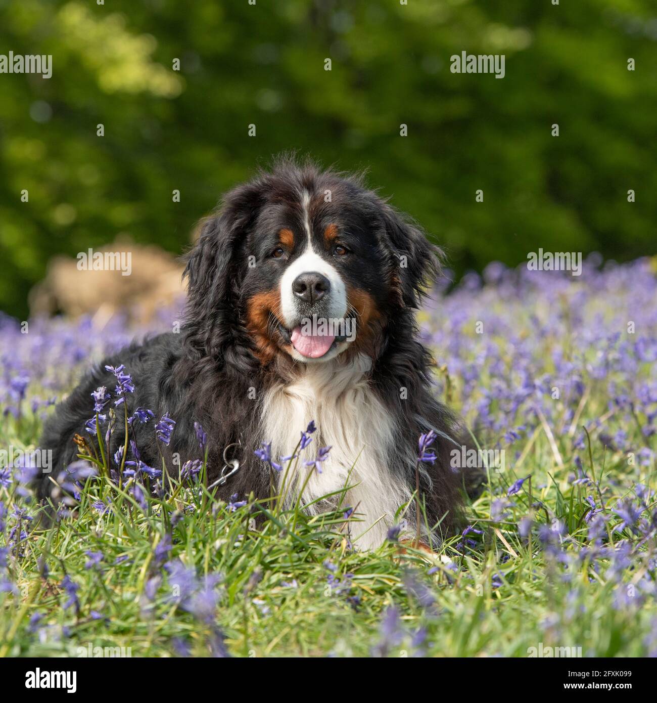 bernese mountain dog Stock Photo